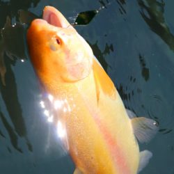 小菅トラウトガーデン 釣果