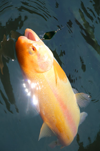 小菅トラウトガーデン 釣果