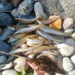 富山県 投げ釣り・穴釣りレポート【きた氏連載 vol.1】