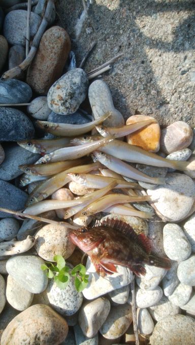 富山県 投げ釣り・穴釣りレポート【きた氏連載 vol.1】