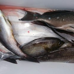 しば渡船 釣果