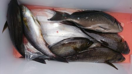 しば渡船 釣果