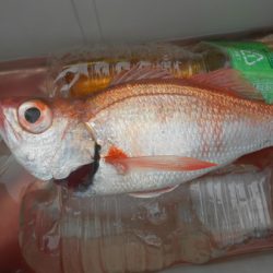 こうゆう丸 釣果