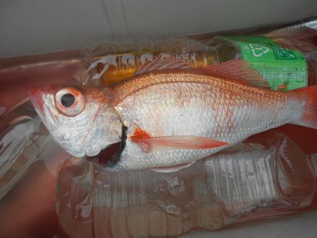 こうゆう丸 釣果