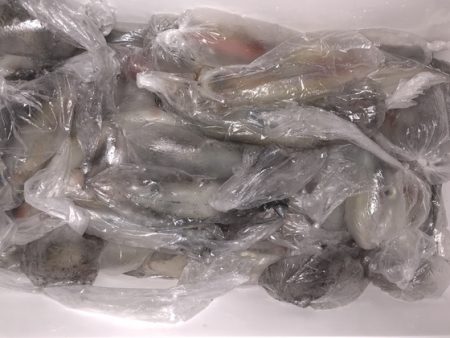 幸風（さちかぜ） 釣果