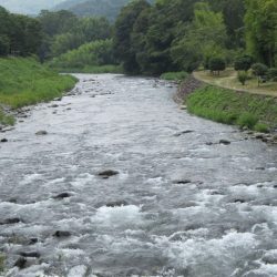 狩野川(狩野川漁業協同組合) 釣果