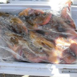 大進丸（新潟） 釣果