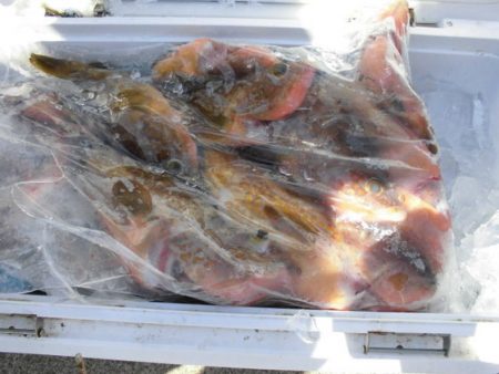 大進丸（新潟） 釣果