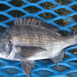 オリジナルメーカー海づり公園(市原市海づり施設) 釣果