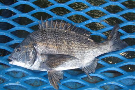 オリジナルメーカー海づり公園(市原市海づり…