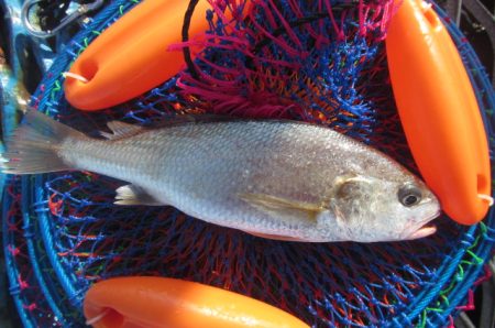 オリジナルメーカー海づり公園(市原市海づり施設) 釣果