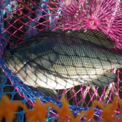 オリジナルメーカー海づり公園(市原市海づり施設) 釣果