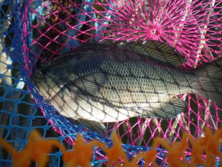 オリジナルメーカー海づり公園(市原市海づり施設) 釣果