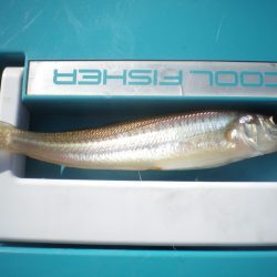 オリジナルメーカー海づり公園(市原市海づり施設) 釣果