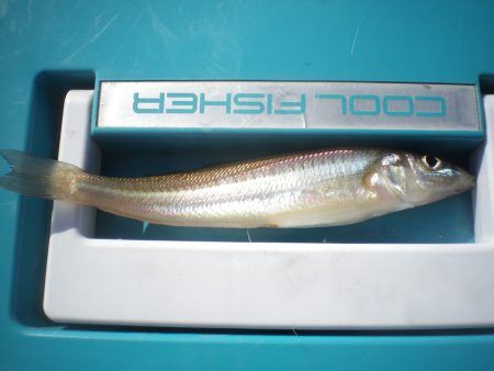 オリジナルメーカー海づり公園(市原市海づり施設) 釣果