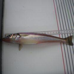 オリジナルメーカー海づり公園(市原市海づり施設) 釣果