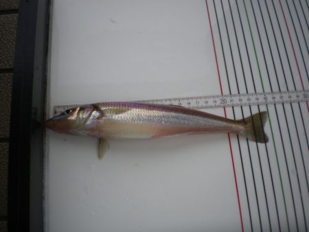 オリジナルメーカー海づり公園(市原市海づり施設) 釣果