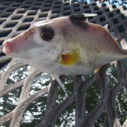 オリジナルメーカー海づり公園(市原市海づり施設) 釣果