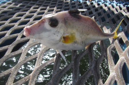 オリジナルメーカー海づり公園(市原市海づり施設) 釣果