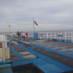 オリジナルメーカー海づり公園(市原市海づり施設) 釣果