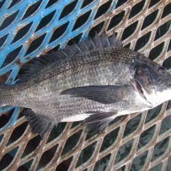 オリジナルメーカー海づり公園(市原市海づり施設) 釣果