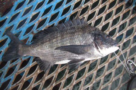 オリジナルメーカー海づり公園(市原市海づり施設) 釣果