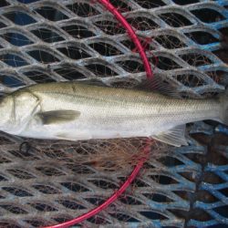 オリジナルメーカー海づり公園(市原市海づり施設) 釣果