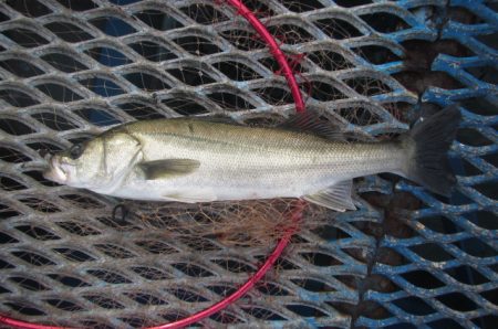 オリジナルメーカー海づり公園(市原市海づり施設) 釣果