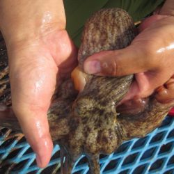 オリジナルメーカー海づり公園(市原市海づり施設) 釣果