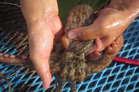 オリジナルメーカー海づり公園(市原市海づり施設) 釣果