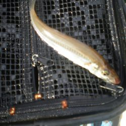 オリジナルメーカー海づり公園(市原市海づり施設) 釣果