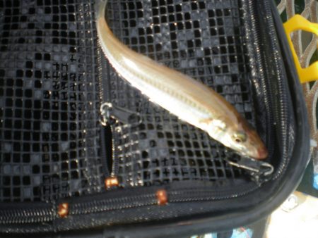 オリジナルメーカー海づり公園(市原市海づり施設) 釣果