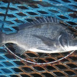 オリジナルメーカー海づり公園(市原市海づり施設) 釣果