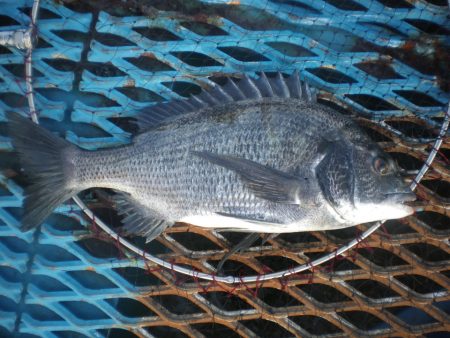 オリジナルメーカー海づり公園(市原市海づり…