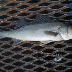 オリジナルメーカー海づり公園(市原市海づり施設) 釣果