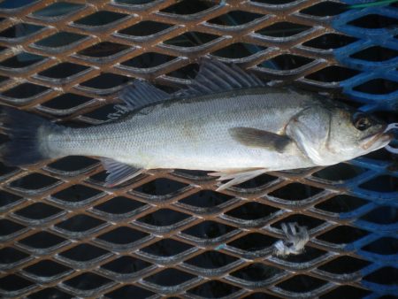 オリジナルメーカー海づり公園(市原市海づり施設) 釣果