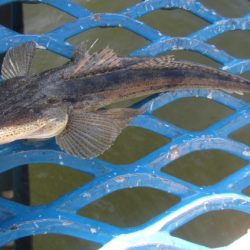 オリジナルメーカー海づり公園(市原市海づり施設) 釣果