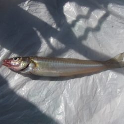 オリジナルメーカー海づり公園(市原市海づり施設) 釣果