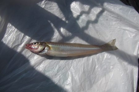 オリジナルメーカー海づり公園(市原市海づり施設) 釣果