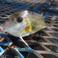 オリジナルメーカー海づり公園(市原市海づり施設) 釣果