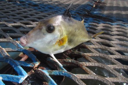 オリジナルメーカー海づり公園(市原市海づり施設) 釣果