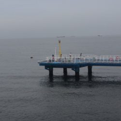 オリジナルメーカー海づり公園(市原市海づり施設) 釣果