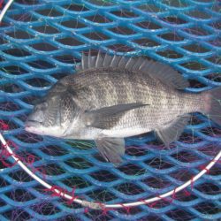 オリジナルメーカー海づり公園(市原市海づり施設) 釣果