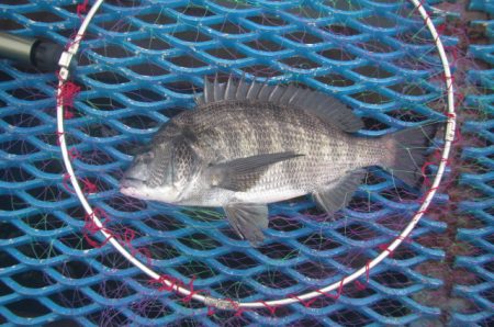 オリジナルメーカー海づり公園(市原市海づり施設) 釣果