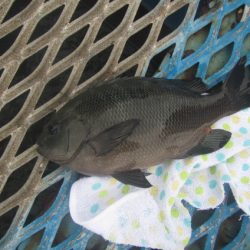 オリジナルメーカー海づり公園(市原市海づり施設) 釣果