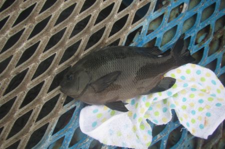 オリジナルメーカー海づり公園(市原市海づり施設) 釣果