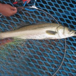 オリジナルメーカー海づり公園(市原市海づり施設) 釣果