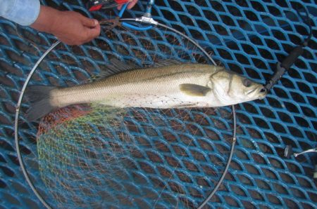 オリジナルメーカー海づり公園(市原市海づり…