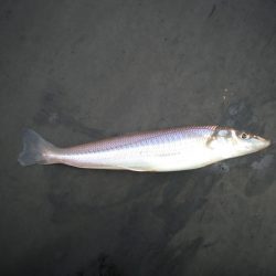オリジナルメーカー海づり公園(市原市海づり施設) 釣果