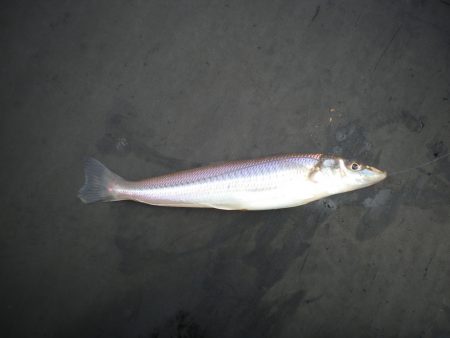 オリジナルメーカー海づり公園(市原市海づり施設) 釣果